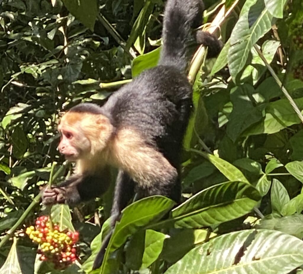 Manuel Antonio NP