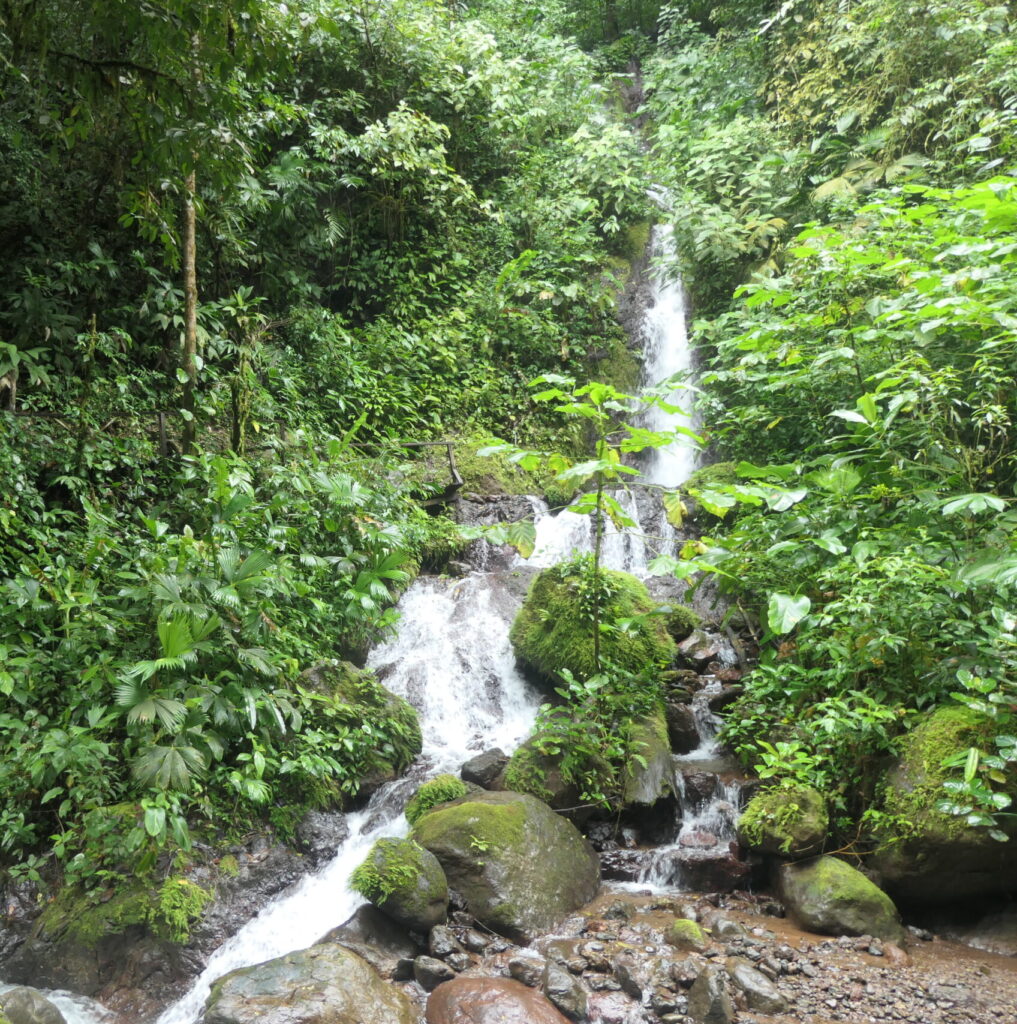 Costa Rican Rainforest Hike